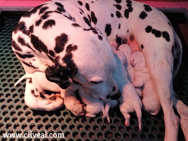 primeros cachorros de 2019 en cliveal