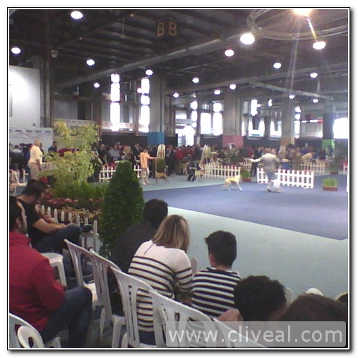 nuestros dálmatas en Badajoz 2016