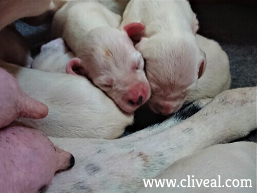 puppies 5 days