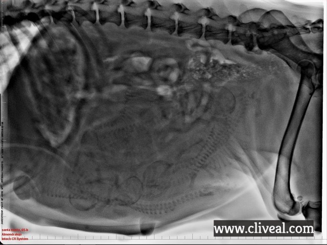 radiografia cachorros