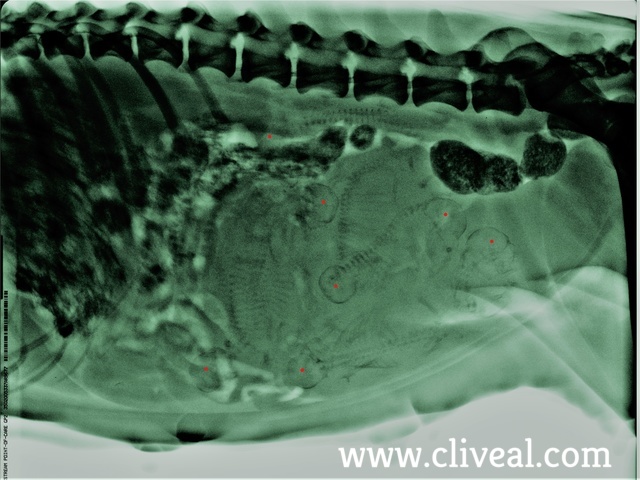 radiografia camada dalmata