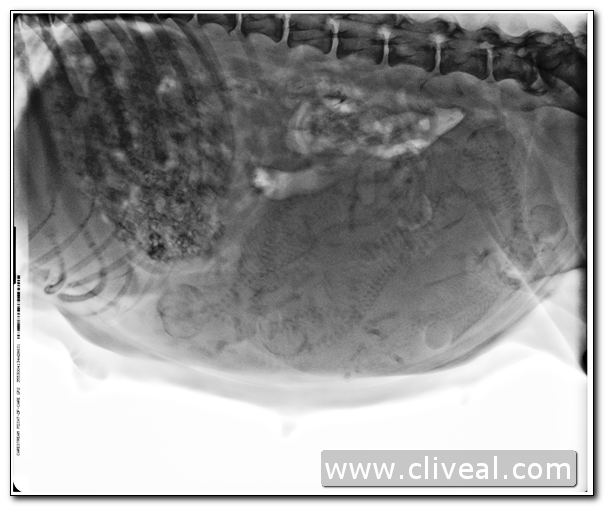 radiografia de gestacion de una dalmata realizada en la clínica veterinaria cliveal de almendralejo (badajoz)