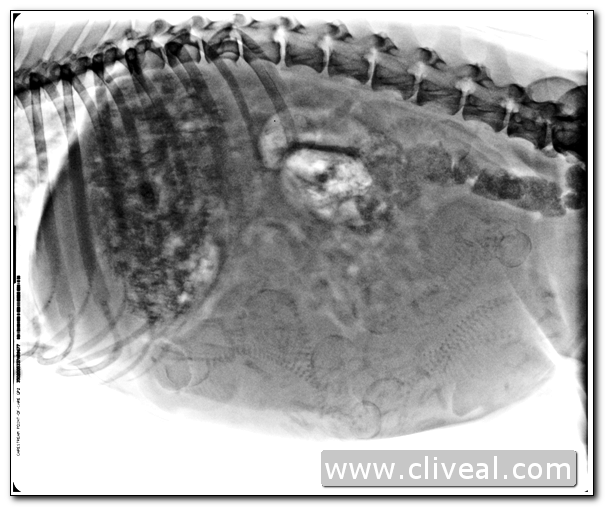 radiografia dorsolateral de una dalmata embarazada del criadero cliveal