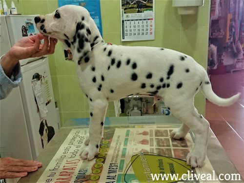 revision veterinaria cachorro