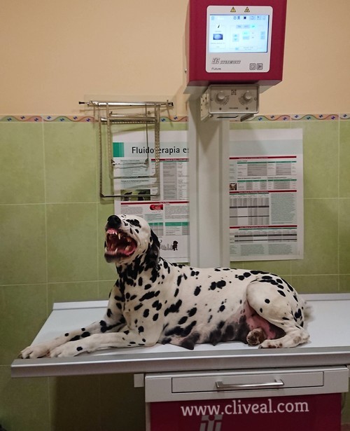 rx dalmata embarazada