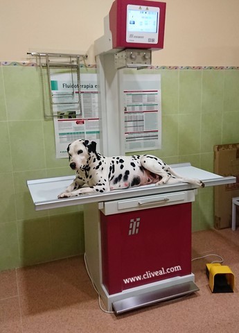 rx perro almendralejo