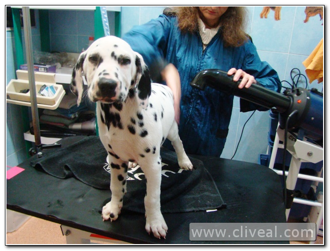 secado del cachorro dálmata