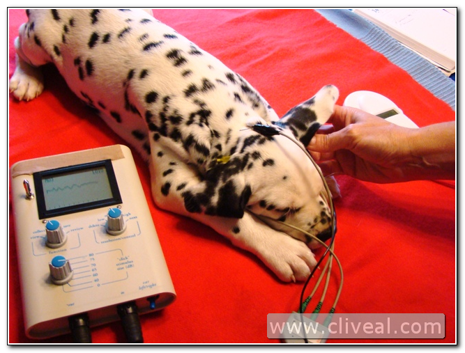 sedacion cachorro en test baer