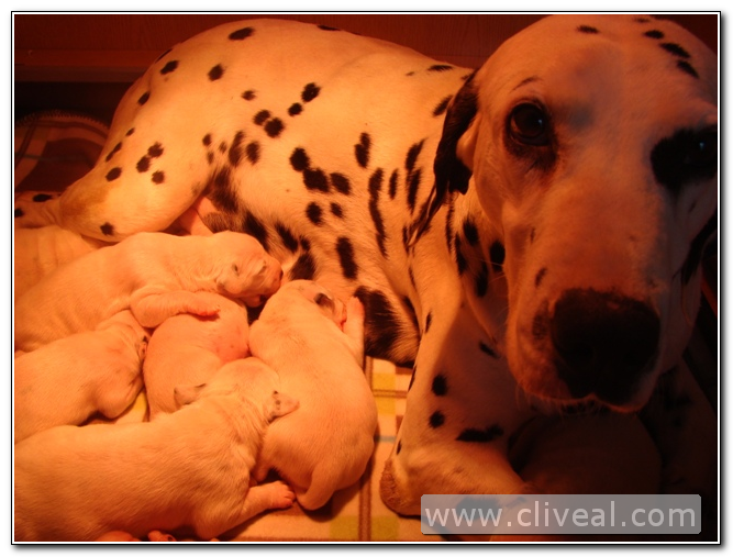 segunda camada dalmatas 2017