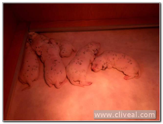 segunda camada de dalmatas con dos semanas