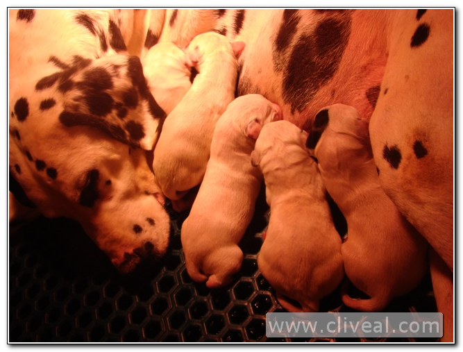 segunda camada de dalmatas del criadero cliveal