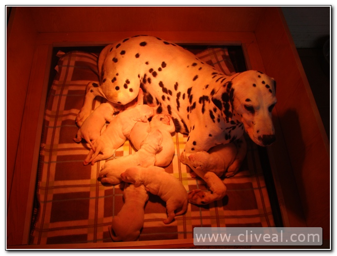 segunda camada de dalmatas en cliveal