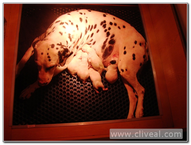 segunda camada de dalmatas