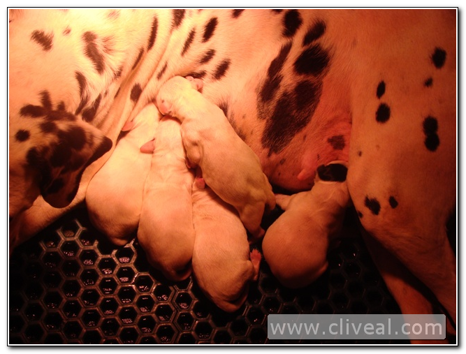 segunda camada de dalmatas recien nacidos