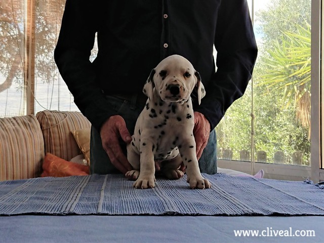 sexquipedalis de cliveal cachorro sentado