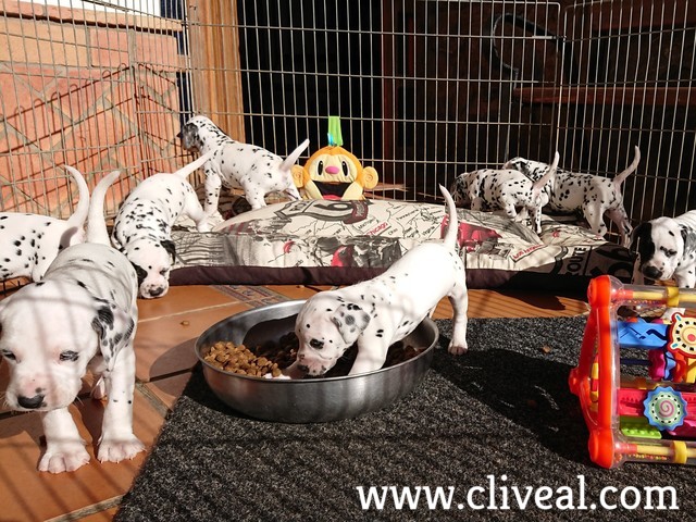 socializacion del cachorro