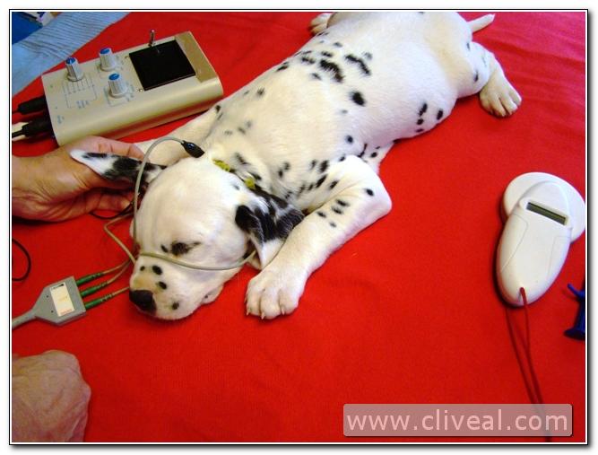 test audicion cachorro