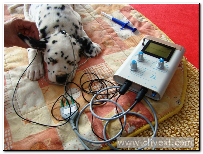 test baer a um cachorro dalmata