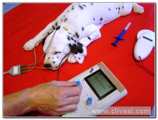 test baer cachorro dalmata