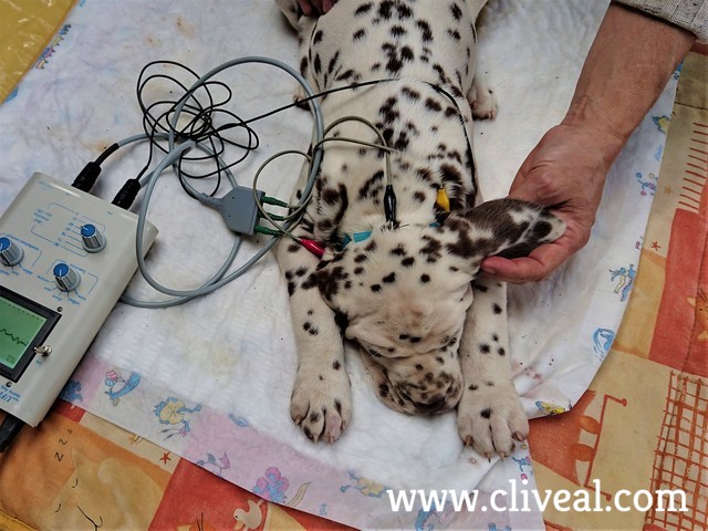 test baer cachorro dálmata higado