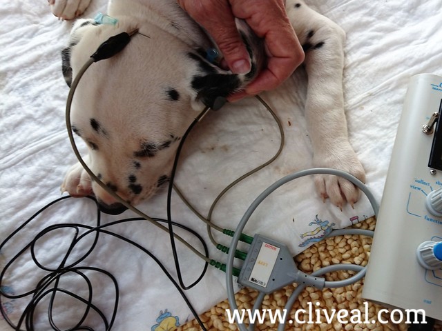 test baer perro cachorro