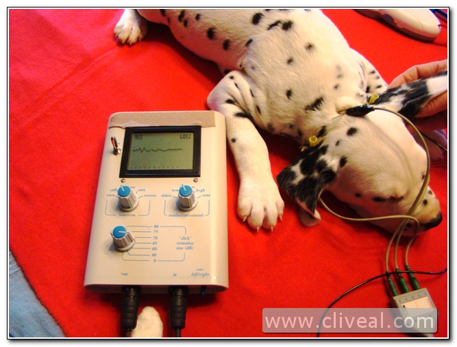 test de audicion cachorro dalmata