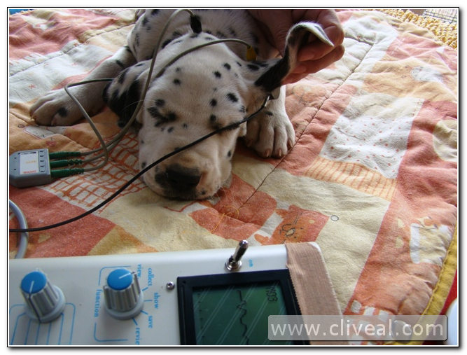 test de sordera cachorro dálmata