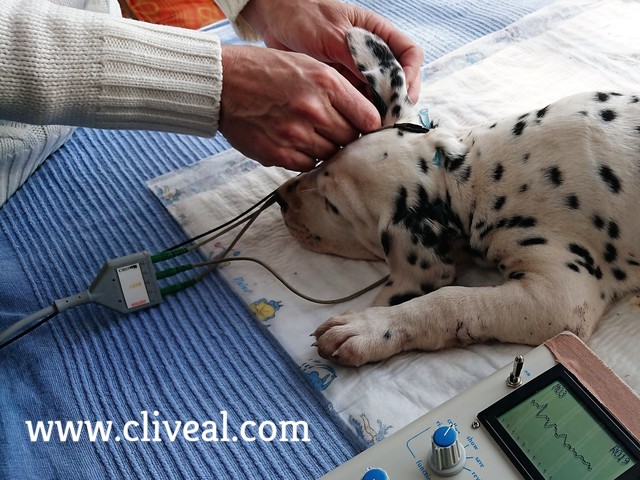 test de sordera clinica veterinaria cliveal
