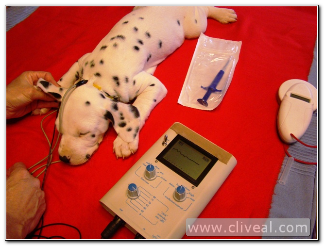hearing test dalmatian puppy