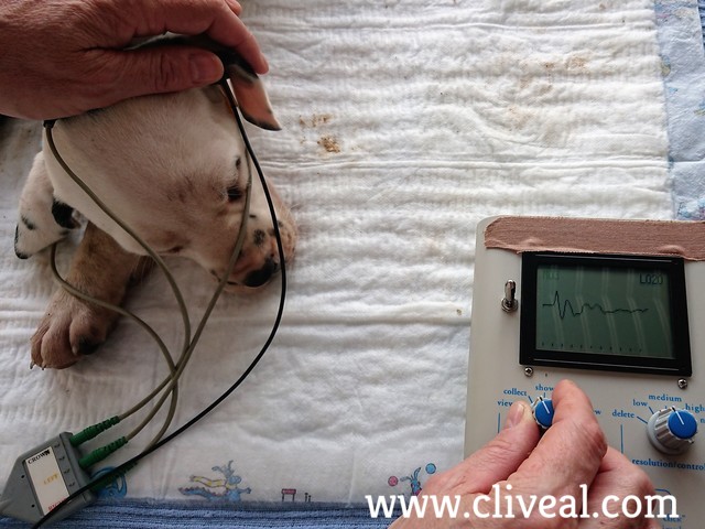 test sordera cachorro con audicion