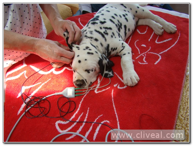 test sordera cachorro dalmata