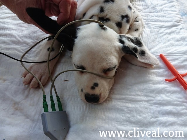 test sordera dalmata