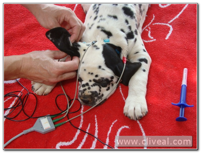 teste de surdez cachorro dalmata