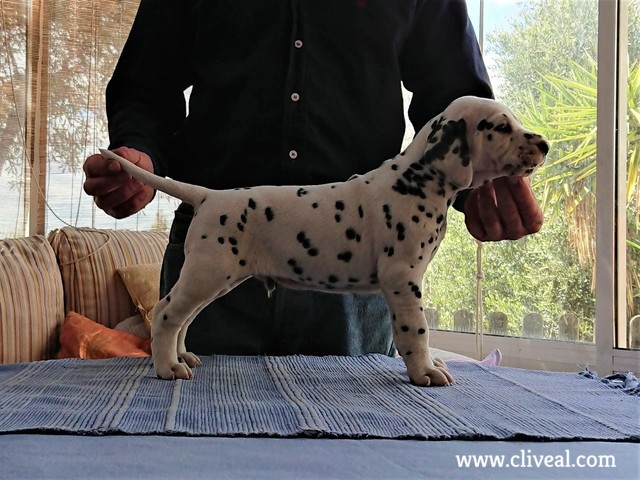 tholos de cliveal cachorro dalmata