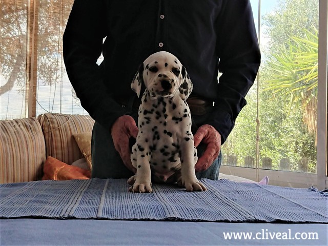 tholos de cliveal cachorro sentado