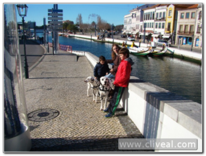 haciendo turismo con dalmatas en aveiro