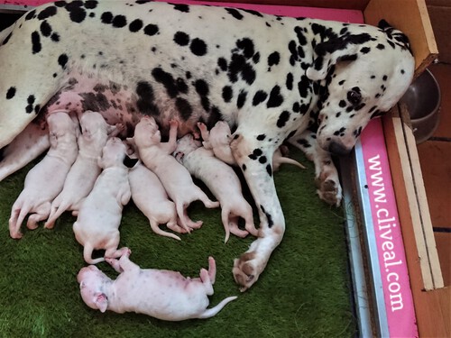 ultima camada penelope de cliveal