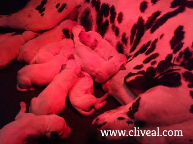 última camada de dálmatas de 2017 del criadero cliveal
