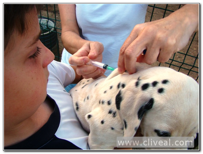 vacuna cachorro dalmata