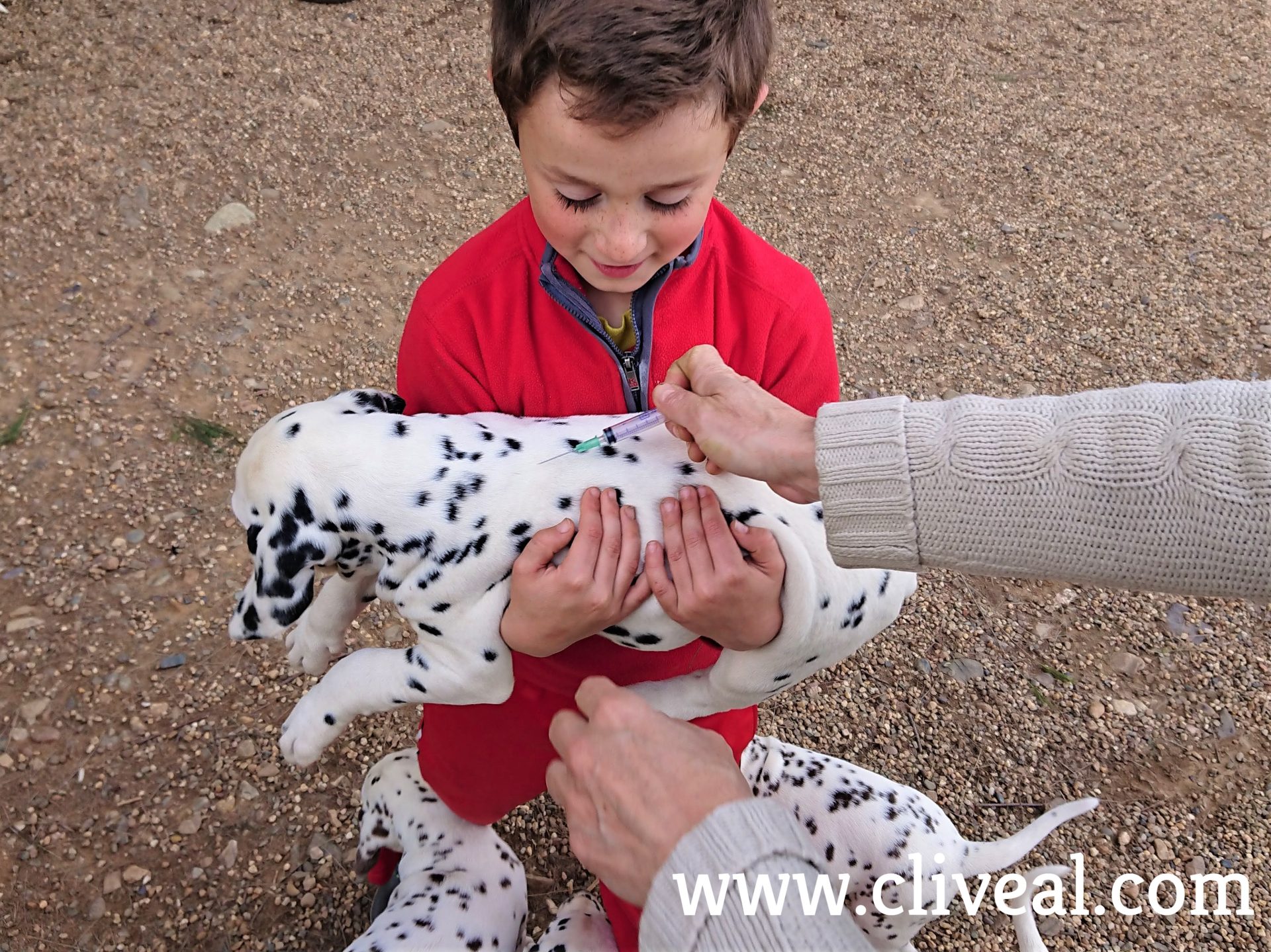 vacunación cachorro