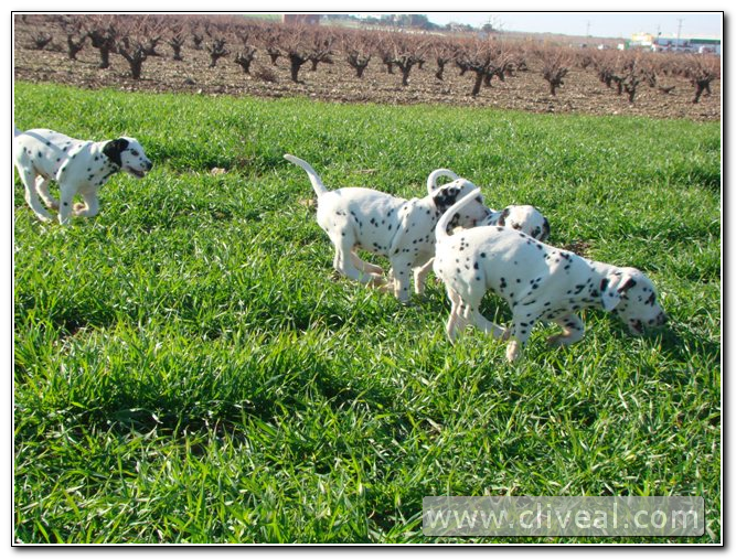 varios cachorros dálmatas en un prado