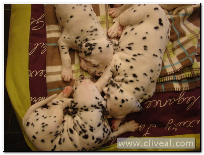 varios cachorros dálmatas