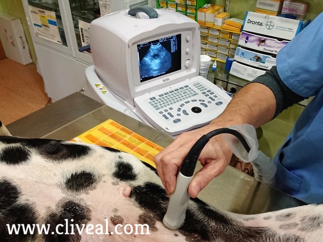 vesiculas embrionarias de dalmata
