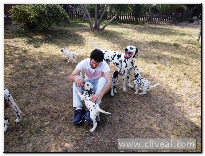visitando cachorros dálmata sevilla